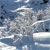 SNOW ALPS