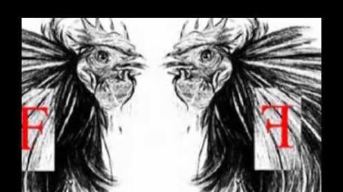 PASSO DELLO STELVIO snowpark 2013  ALPINIST EXPERT BY ambrosi sport TEAM WITH FRESH FARM