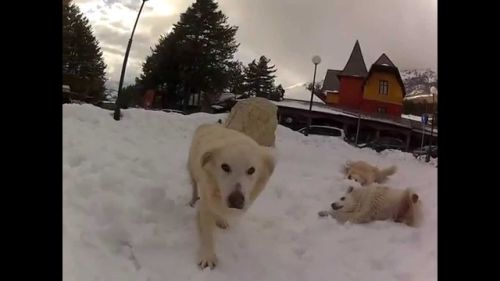 Wild campo imperatore 2015