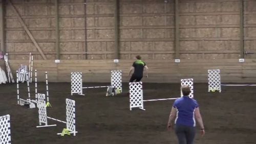 Cooper - usdaa pmc biathlon jumpers 052816