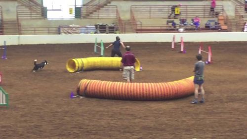 2016 usdaa se regional biathlon - heart